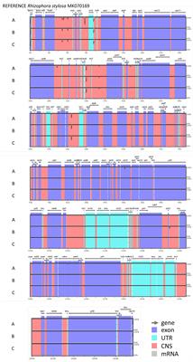 Complete Chloroplast Genome Variants Reveal Discrete Long-Distance Dispersal Routes of Rhizophora in the Western Indian Ocean